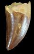Serrated, Carcharodontosaurus Tooth #37429-1